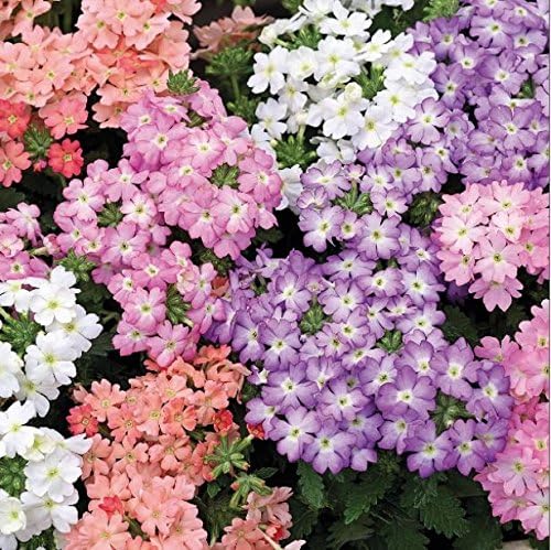 Flower - Kings Seeds - Picture Packet - Verbena - Tuscany Pastel Shades - 30 Seed