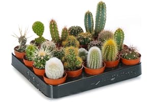 CARBETH PLANTS Set of 10 Different Cactus Plant Mix - Indoor Plant Gifts - Office Plants - Gift Idea - Plants in 5.5cm Pots
