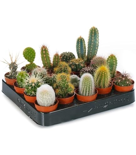 Nala ナラ　Cactus all in one GardenersDream 10x Mixed Cactus House Plants - Real Air Purifying