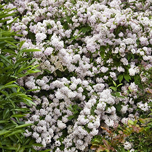 Maiblumenstrauch rosa blühend, 1 Pflanze - 2