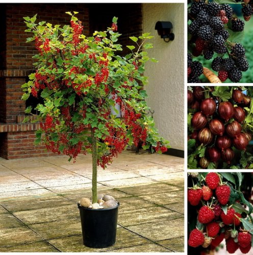 4er Beerenobst-Set, bestehend aus je 1 Pflanze von: Johannisbeerstämmchen rot Jonkheer van Tets, Stachelbeerstämmchen rot Hinnonmäcki, Himbeere Zefa III, Brombeere Chester Thornless