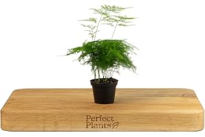 Perfect Plants Asparagus Fern Plant - Asparagus Plumosus in a 6cm Pot - Air Purifying Indoor Plants
