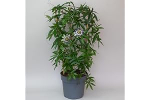 TROPICAL PLANTS UK Passion Flower Plant - Plants Garden Ready, 60cm Trellis with Outdoor Flowers, Climbing Plants Outdoor Fast Growing in 19cm Pot