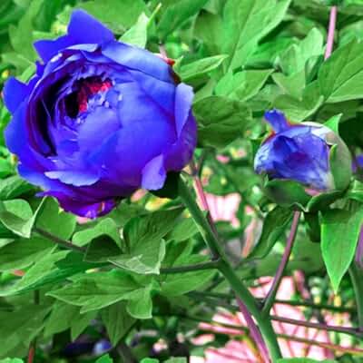 Suchergebnis auf Amazon.de für: pfingstrose - Blumen & Pflanzen: Garten