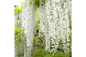 1 x Wisteria Floribunda 'Shiro-Noda' - Glycine Japonaise 'Shiro-noda' 50-60 cm en conteneur