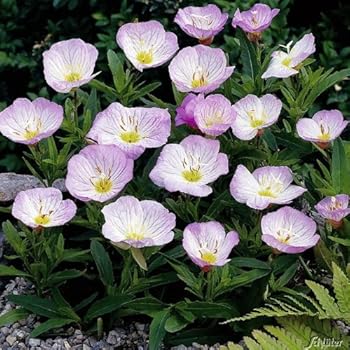 Weiße Christrose - Helleborus Niger - Die echte Schnee