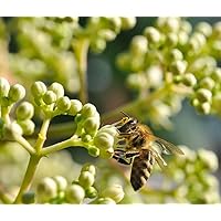 Bienenbaum, Tausendblütenstrauch, Euodia hupehensis, 60-80cm im Topf