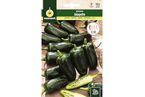 M MASCARELL SEMILLAS DESDE 1920 Mascarell Semillas, PIMIENTO, Semillas Huerto, PIMIENTO JALAPEÑO, Crea tu Propio Huerto Urbano y Cultivo en Casa, Plantas Hortícolas, 0,5 Gramos