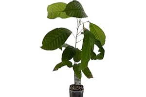 HAPPY EXOTICS 1 arbre de cacao | Theobroma Cacao | variedad Forastero | plant de cacao de semilla de Sudamérica | rara en la UE | planta de interior | árbol de chocolate | planta de cacao en grano