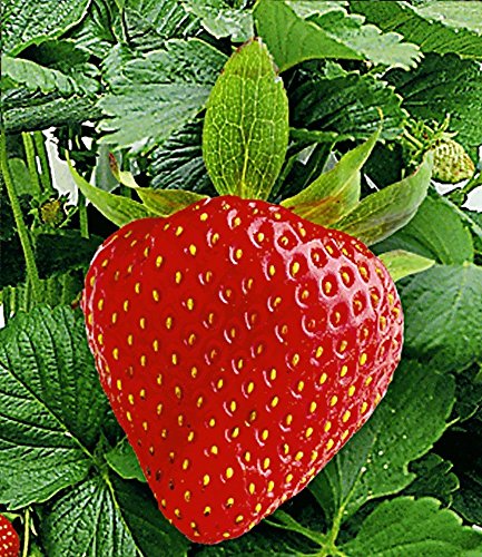 BALDUR-Garten Kletter-Erdbeere ‚Hummi®‘, 3 Pflanzen Fragaria - 2