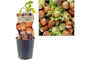 CAMBRIDGE BEE Productive Hazelnut Tree - Corylus Garibaldi - White Hazelnut Tree - 12cm Pot 30cm in Height with Edible Hazelnuts (1 Plant)
