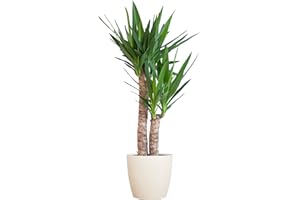 BloomPost Yucca Elephantipes + Pot en fibre blanc - 75-85 cm - Plante d'intérieur - Peu d'entretien - Plante d'intérieur - Facile à cultiver - Plante de bureau à domicile - Parfait pour un air pur