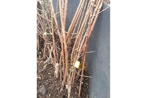 VIVAIO SANTABERNADETTA Albicocca Biricoccolo Pianta a radice nuda Varietà Albicocca Biricoccolo - 1 Pianta