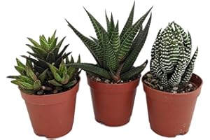 TODOCACTUS Pack de 3 Plantas Suculentas Variadas Pequeñas en Maceta de 5cm