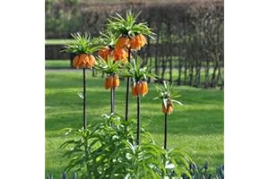 GENERIC 4 pezzi Kaiserkronen - bulbi tuberi perenni Kaiserkrone cipolla Fritillaria - serie di piante rare - bulbi da fiore precoce fiori selvatici giardinaggio bulbi precoce bul
