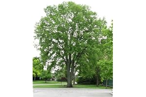 SVI Bagolaro, Celtis occidentalis, semi di albero (Fast, commestibile, Hardy, Fall Color) 10