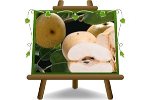 EURO PLANTS VIVAI NASHI HOSUI Plante fruitière vieux sur un pot de 26 - max 200 cm - 4 ans