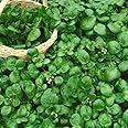 Watercress - 2000 Seeds + Freebie + Plant Tag - Nasturtium officinale