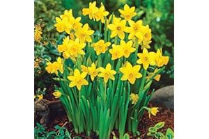 THE GREAT BRITISH BULB COMPANY 100 x Miniature Daffodils - Tete A Tete - Spring Flowering Dwarf Daffodil Bulbs