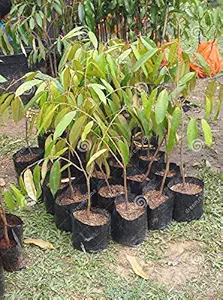 Agritech Emart Black Nursery Cover/Plant Grow Bag - 30 Nos (10x10, Plastic)