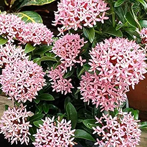 Creative Farmer Flower Plants Pink Ixora Ixora, Jungle Geranium Summer For Balcony Garden Plant(1 Healthy Live Plant) C