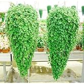 Dichondra Fare Kulağı &Ccedil;i&ccedil;eği Tohumu 100 Adet Tohum
