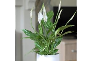 THOMPSON & MORGAN Spathiphyllum Peace Lily House Plant Tender Perennial Flowering House Plants Easy to Grow Your Own 1x 9cm Potted Plant by Thompson and Morgan ®
