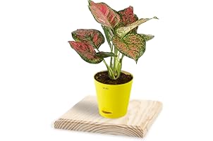 KYARI.co Aglaonema Natural Live Indoor Plant With Pot for Home Decor, Greenish-white spathe, (482386-MFN)