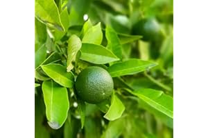 Lime Tree Citrus Fruit Houseplant Grow Your Own Fruit Plant for Home, Office & Conservatory 9cm Pot x 1 by Thompson & Morgan