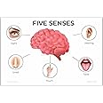 Anne Print Solutions® Five sense organs chart Posters For Hospital Posters | Nursing Home Posters | Clinic Posters Pack Of 1 Pcs Size 13 Inch X 19 Inch* Multicolor