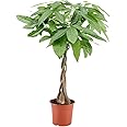 Plant in a Box - Pachira aquatica - Alberi da soldi - Vaso 17cm - Altezza 60-70cm - Piante d'appartamento
