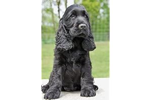 EPTIC DIY 5D Diamond Painting Kit Forage Complet Cocker Spaniel Chien Noir Diamant Peinture De Croix Peinture Strass Broderie Craft Pour Home Décoration Mural 30x40CM