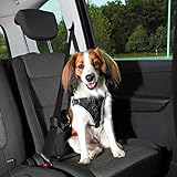 Gurt Sicherheit Dog Protect, M, 50–65cm/20mm, NG