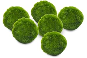 Marimo Set Loose Diameter 2-3 cm - Original and Certified - Solo Marimo (6)