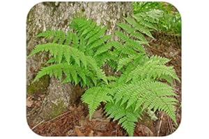 GROWTANICAL Fern 'Dryopteris Goldiana' Perennial Shade Lover Large Plug Plants x 3