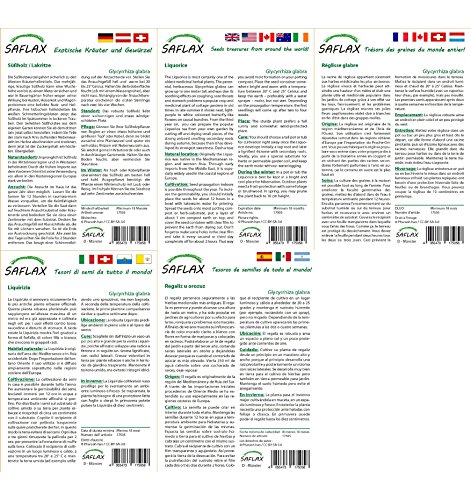 SAFLAX – Kräuter – Süßholz / Lakritze – 30 Samen – Mit Substrat – Glycyrrhiza glabra - 4