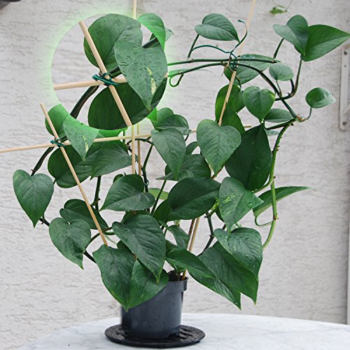 100 Blumenstäbe aus Bambus | Ø 5 mm | zu verwenden als Pflanzenstütze, Rankstäbe bzw. als Pflanzstäbe | 90 cm lang | extrem stabil - 6