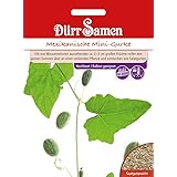 Dürr Samen 4370 Mexikanische Mini-Gurke (Gurkensamen)