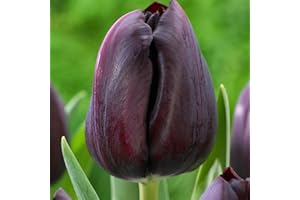 COOTO 5x Tulipán Bulbos Flores para Jardín Bulbos de Tulipanes Flores Primavera Bulbos Tulipán Black