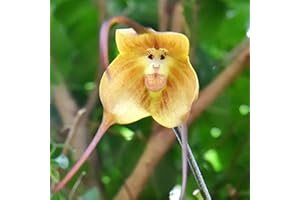 Benoon Semillas De Orquídeas, 20 Piezas/Bolsa Semillas De Orquídeas Semillas De Flores Vivificantes Portátiles De Forma Especial Rara Para Balcón Amarillo Flor de orquídea de cara de mono
