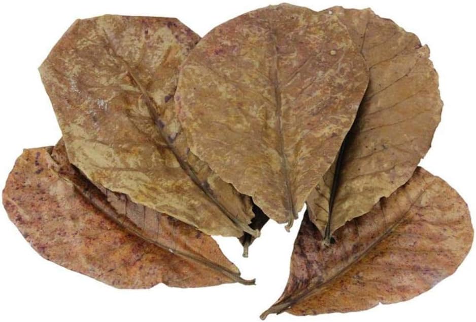 POFET 10 piezas Hojas de Catappa, hojas de almendra india Ketapang para acuario de camarones, peces Betta - pH más bajo