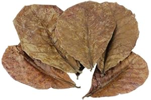 POFET 10pcs Catappa india almendra hojas ketapang hoja camarón betta pescado acuario cuidado menor pH para acuario tanque de peces uso