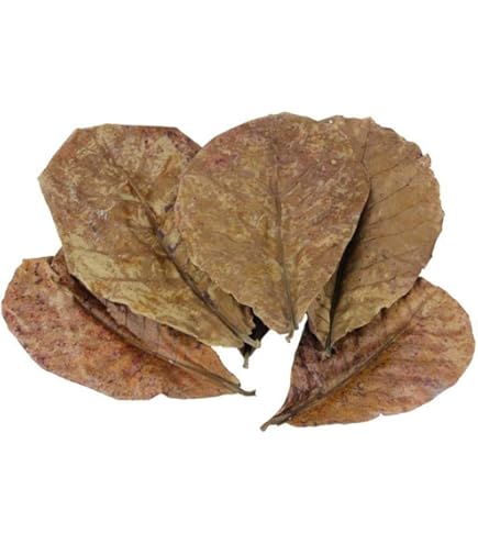 Aquarium Set Mit Tanninen - Erlenzapfen & Seemandelbaumblätter Für Gesundes Wasser