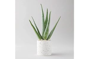 CARBETH PLANTS Planta de aloe vera, planta grande de alrededor de 30-40 cm de altura, maceta decorativa no incluida, para el hogar u oficina