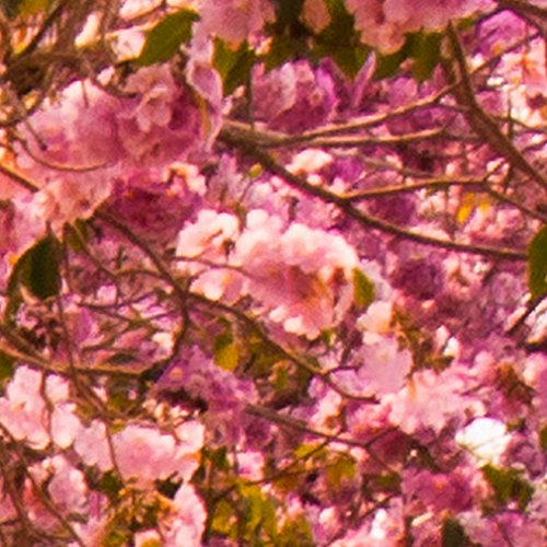 FOTOTAPETE Allee rosa – KOMPLETT SET MIT KLEISTER – XXL 400×280 CM PREMIUM VLIES TAPETE – PROFI QUALITÄT (Keine Papiertapete, keine Blasenbildung) – Top moderne Wanddeko – Fototapete 3D Illusion – Riesen Wandbild – Top Design Tapete – Neue exklusvie Edition mit noch besser Druckauflösung – Deutsches Premium Vlies (Kein Import Vlies oder PVC), Schlafzimmer, Wohnzimmer, Kinderzimmer geeignet. FOA0010a84XL - 6
