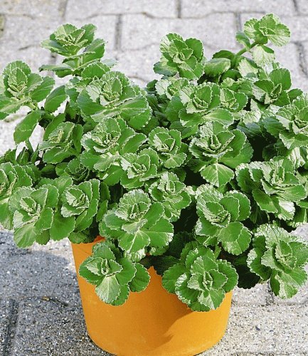 Coleus Canin "Verpiss-Dich®"-Pflanze,3 Pflanzen Katzenschreck, Katzen-Stopp