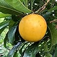 M-Tech Gardens Rare Brazilian Abiu Fruit Plant (Dwarf Abiu, Hybrid) Pouteria caimito Exotic 1 Live Fruit Seedling Plant