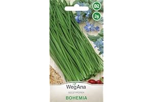 WegAna Cebollino Bohemia Semillas 2g (Alrededor de 800 semillas) Semillas de Hortalizas Robustas, Semillas de Hortalizas, Semillas de Invernadero