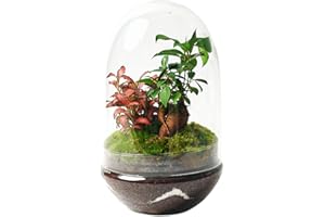 KOKEDAMAS LUCCIANA Terrario Plantas Cristal - Cúpula con Ficus Ginseng y Fittonia | Jardin Eterno en Cristal o Ecosistema Cerrado | Ideal para Decoración Hogar | Mediano | Medidas: 30 x 19 cm