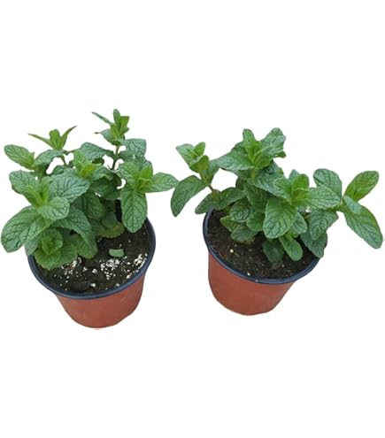 Pianta Di Menta Mojito In Vaso Ø14 Cm - Hierba Buona Per Cocktail E Cucina - Foto 5